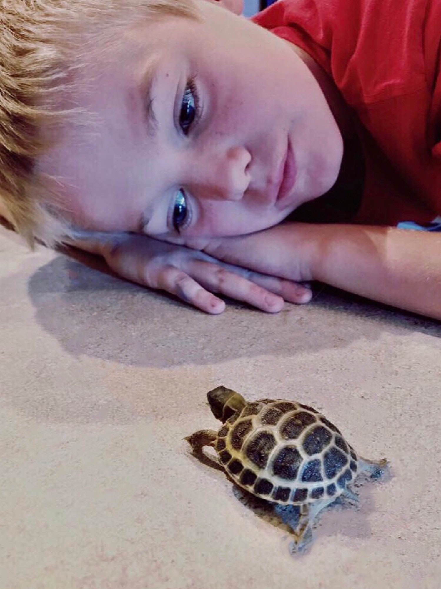 Young boy watching his pet baby turtle walk towards him!